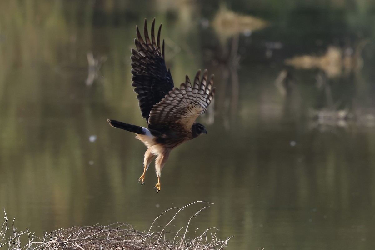 Northern Harrier - ML646214273