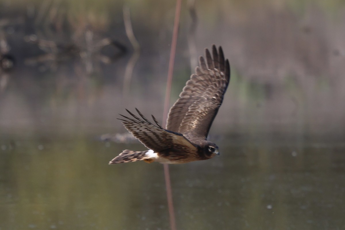 Northern Harrier - ML646214274