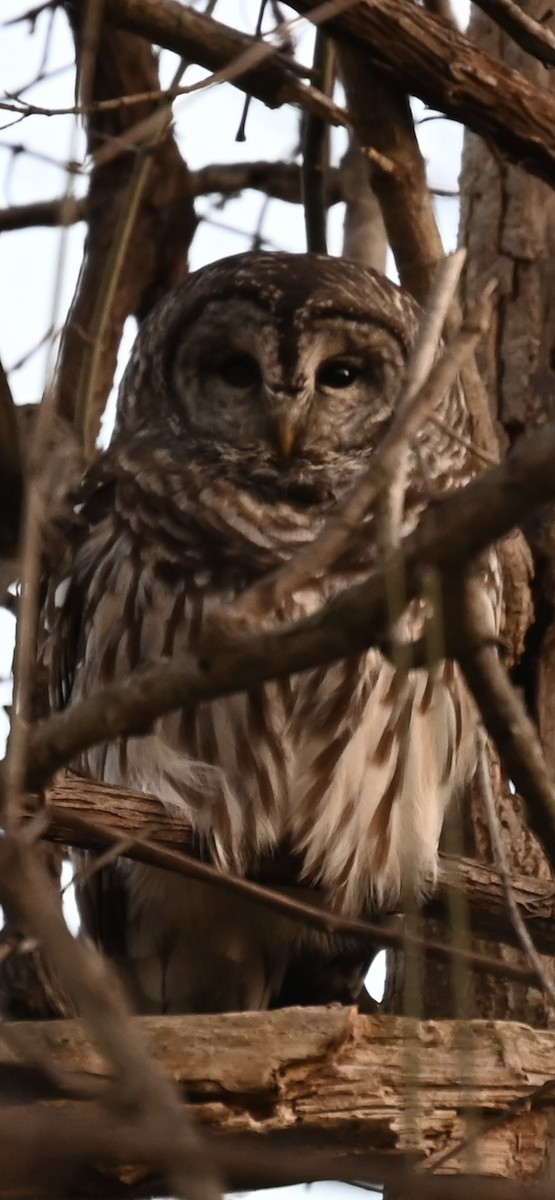 Barred Owl - ML646214276