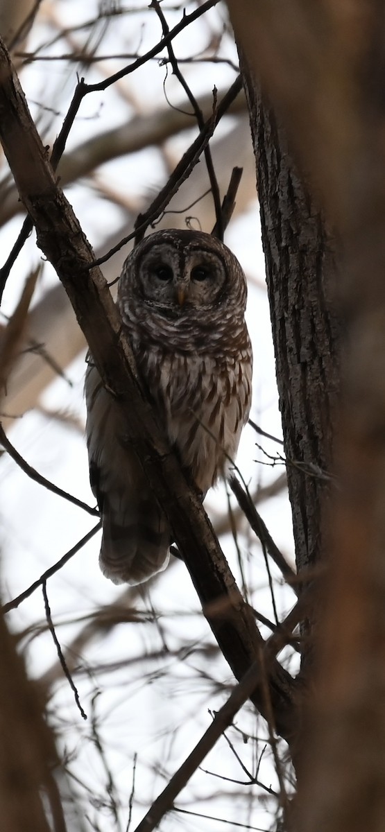 Barred Owl - ML646214277