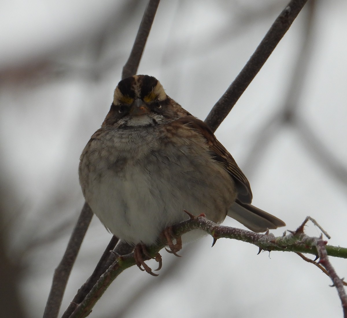 White-throated Sparrow - ML646214278
