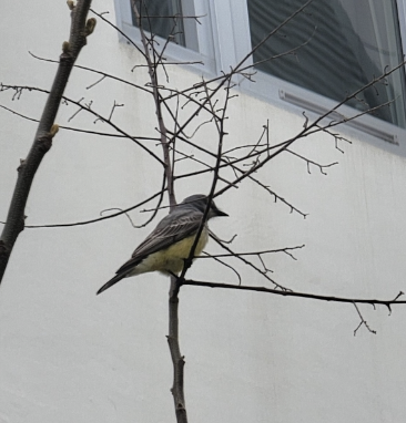 Tirano Gritón - ML646214279