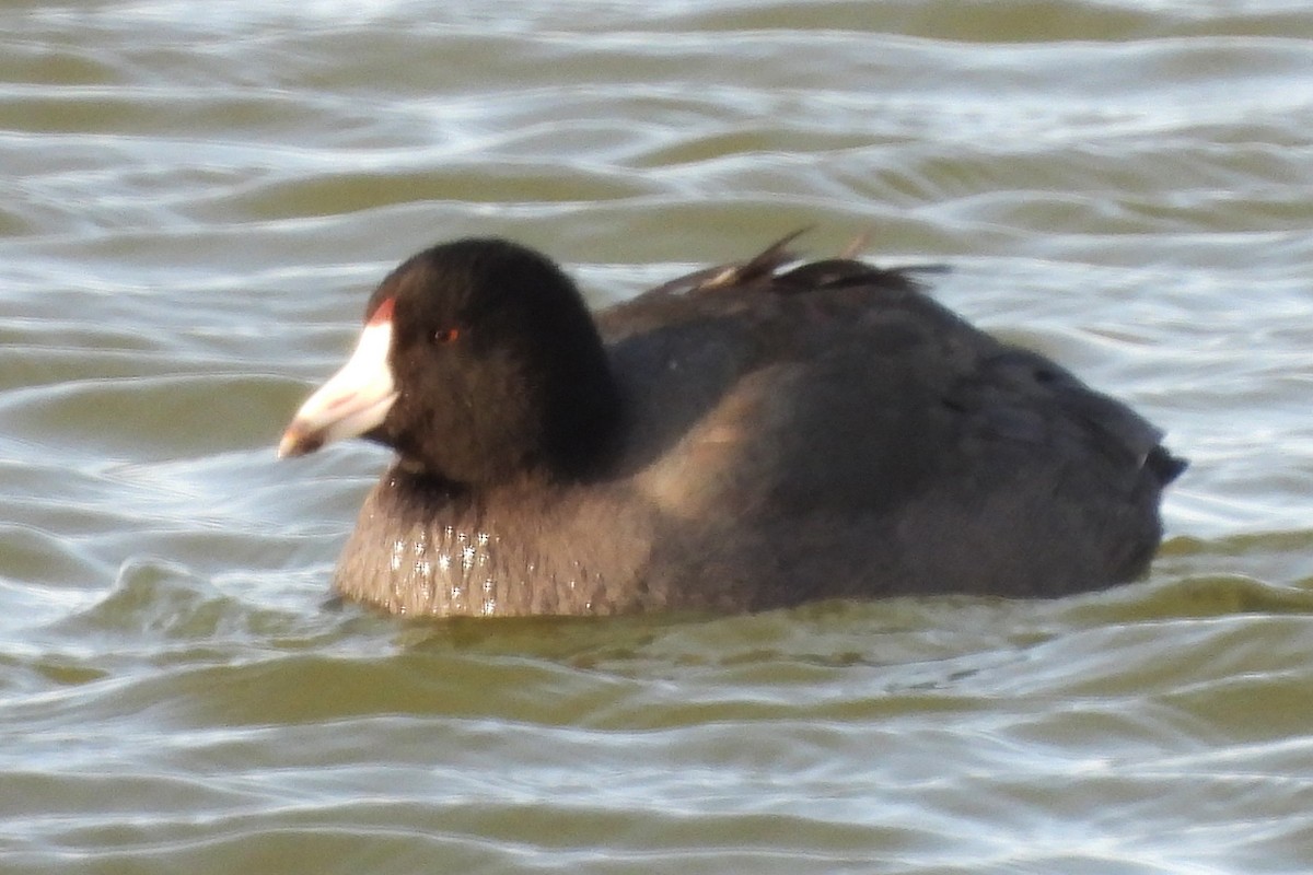 Focha Americana (Frentirroja) - ML646214280