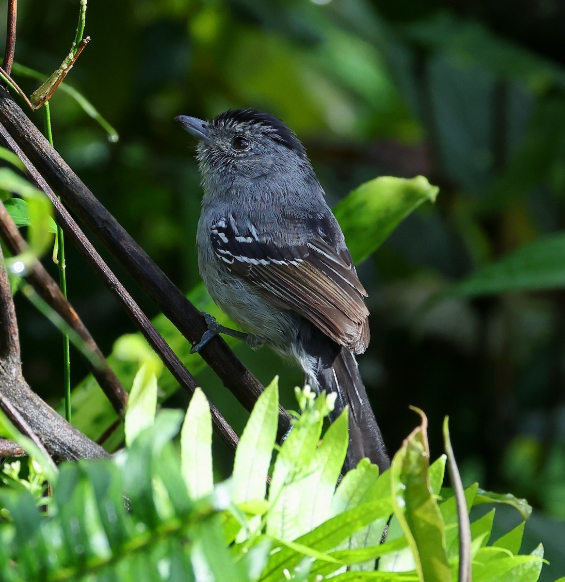 Batará Variable - ML646214281