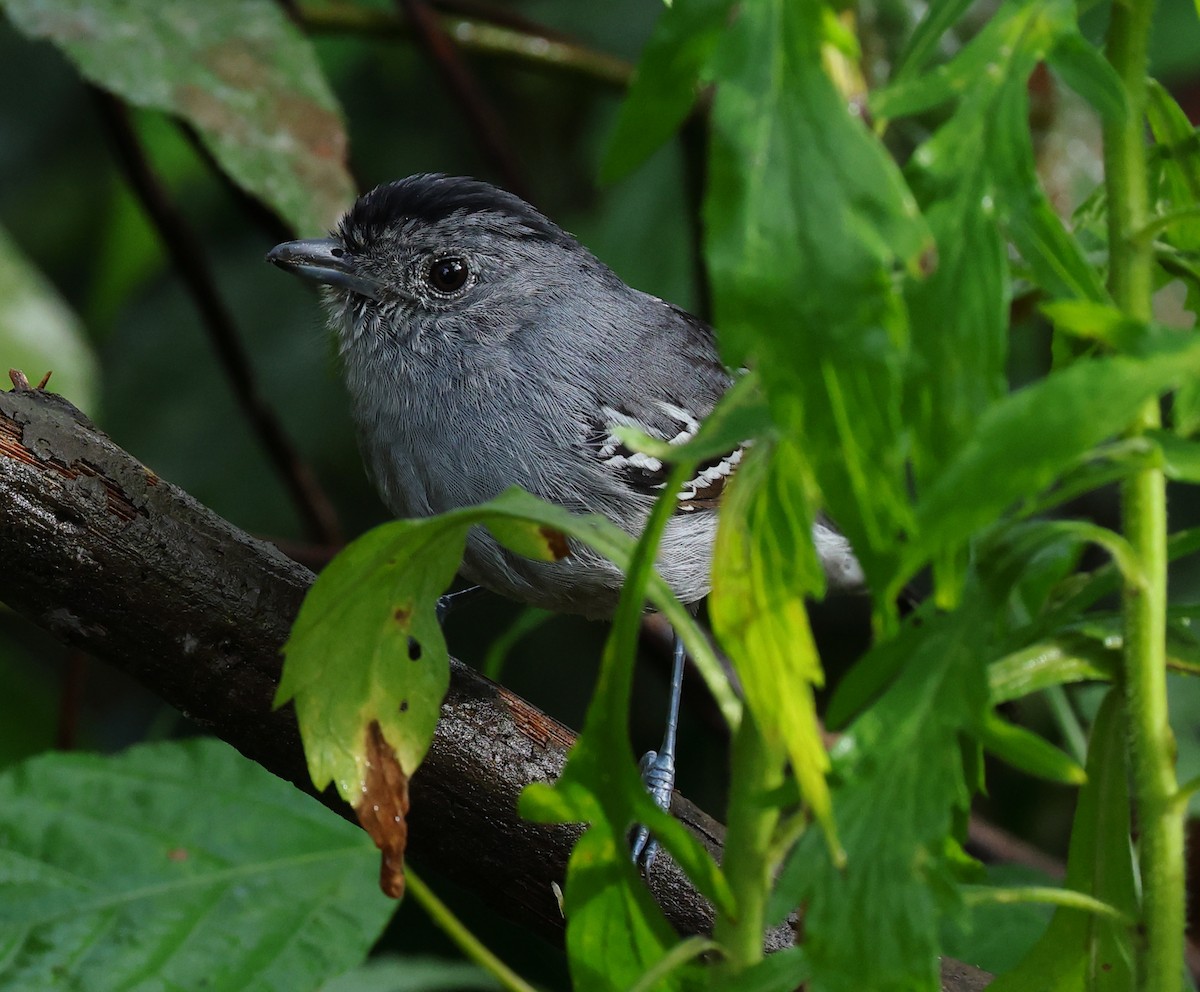 Batará Variable - ML646214282