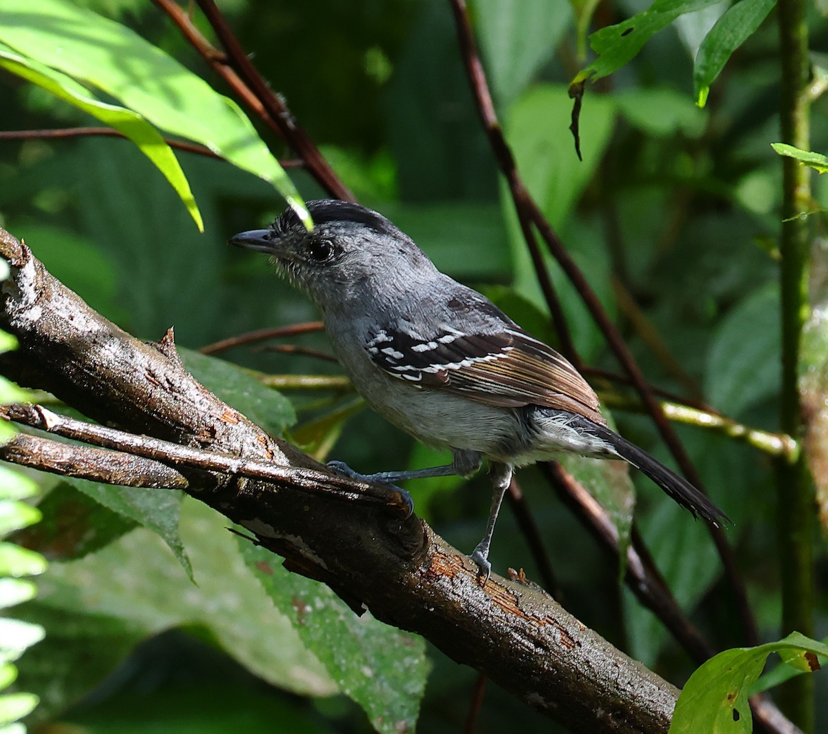 Batará Variable - ML646214283