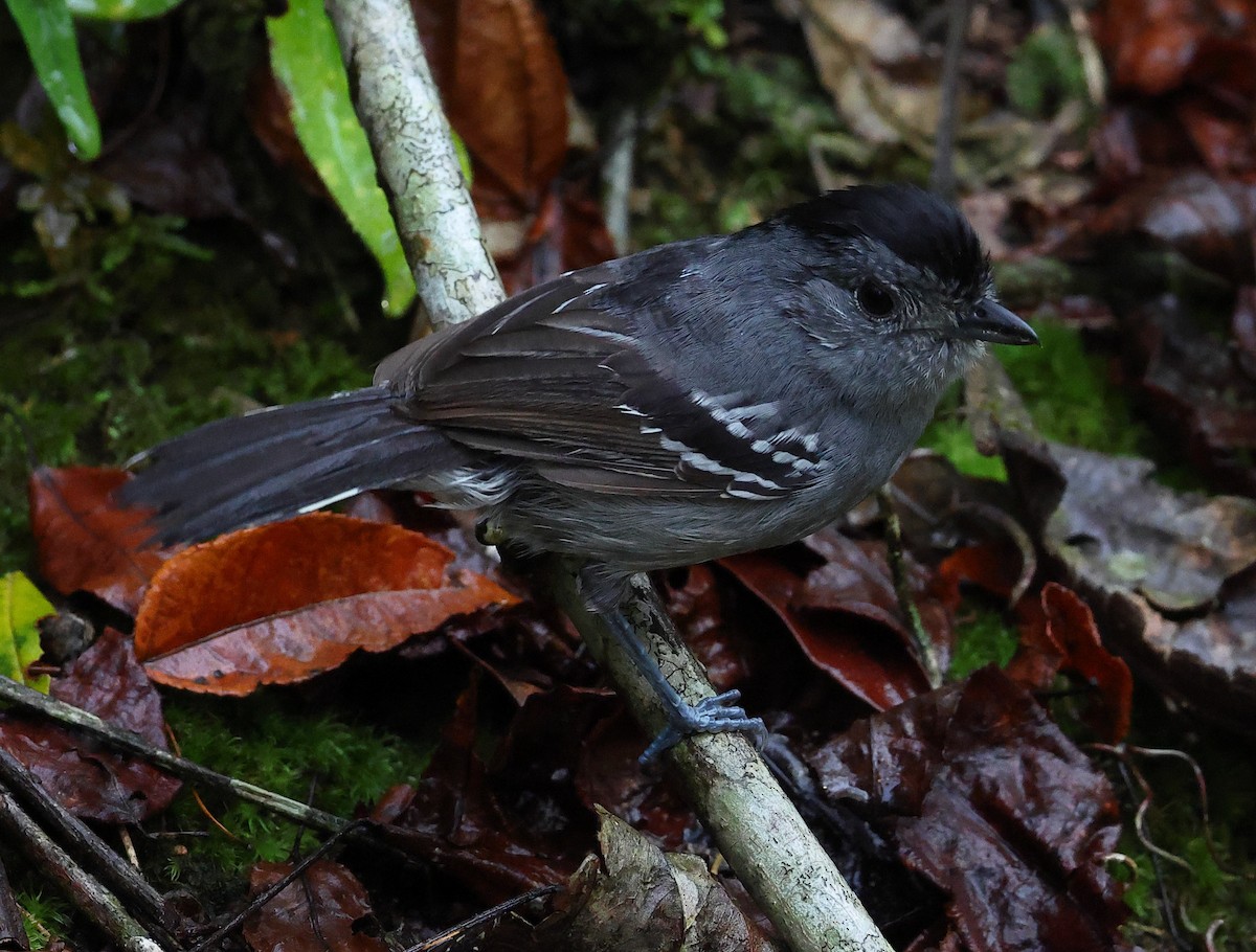 Batará Variable - ML646214284