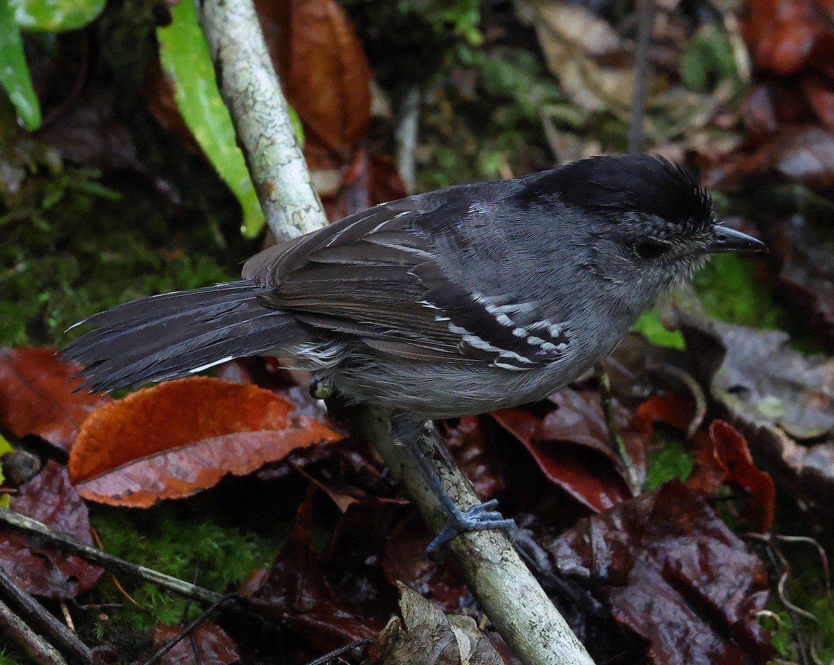 Batará Variable - ML646214285