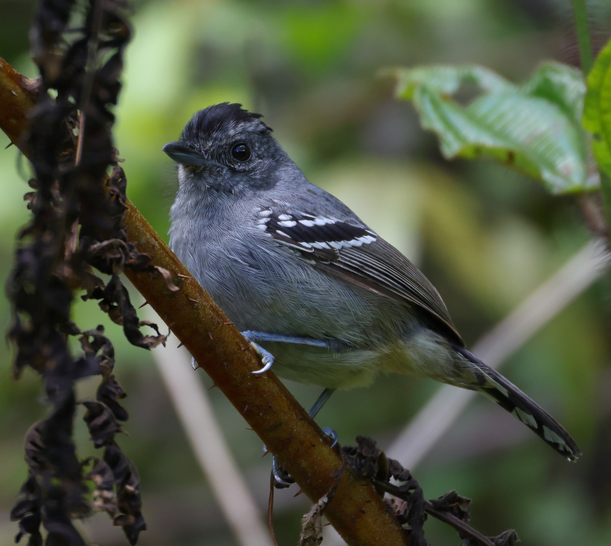 Batará Variable - ML646214286