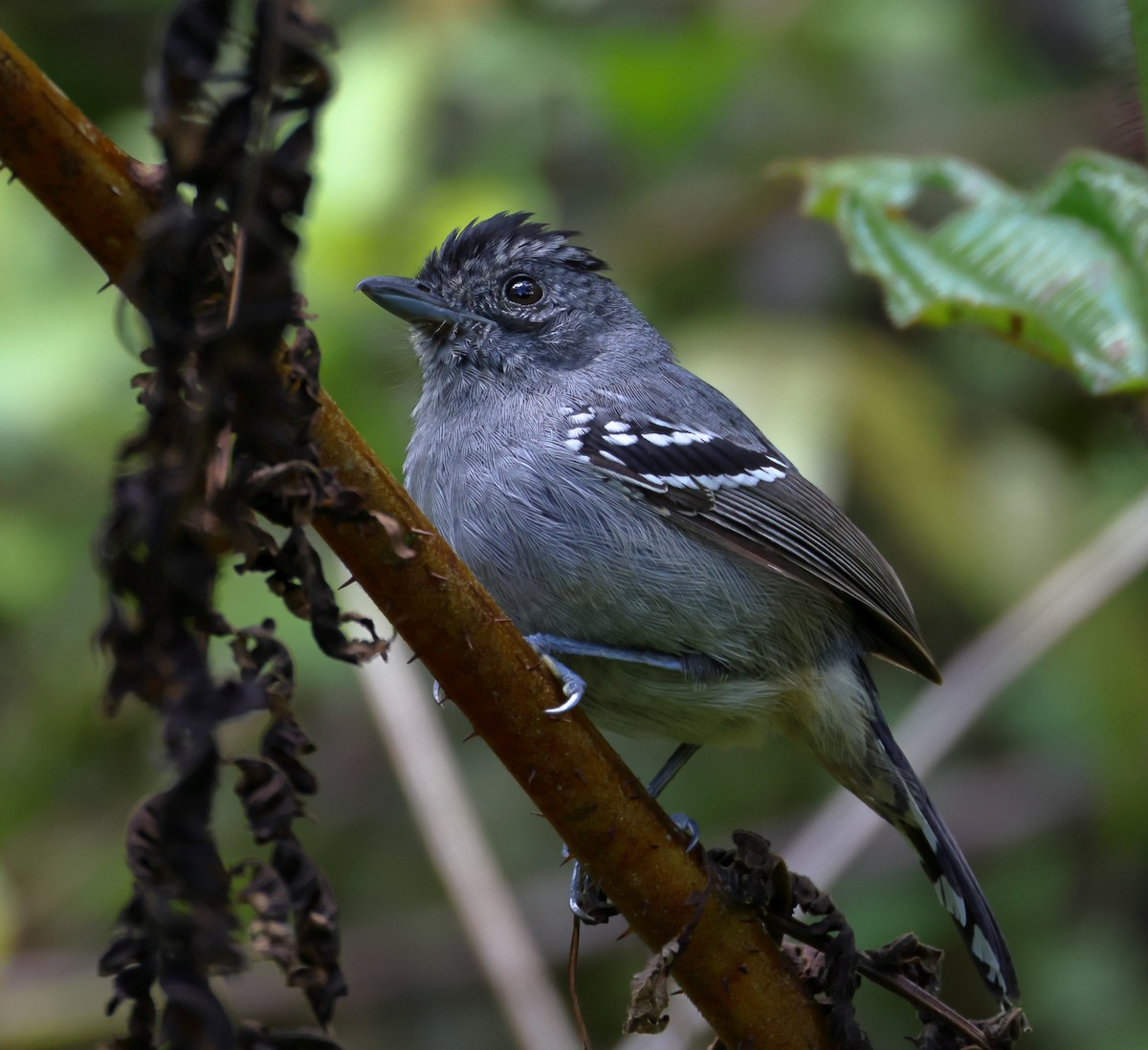 Batará Variable - ML646214287