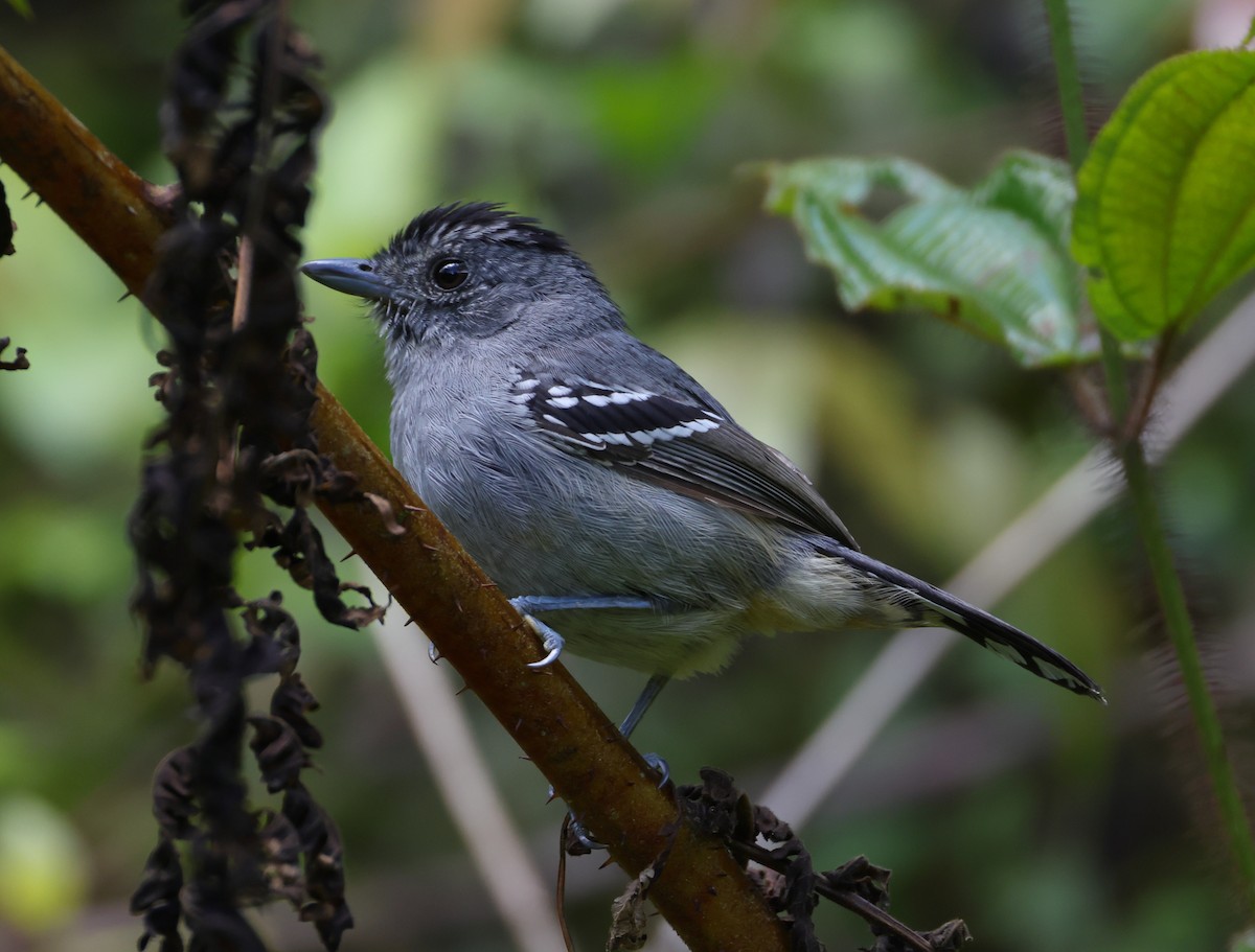 Batará Variable - ML646214288