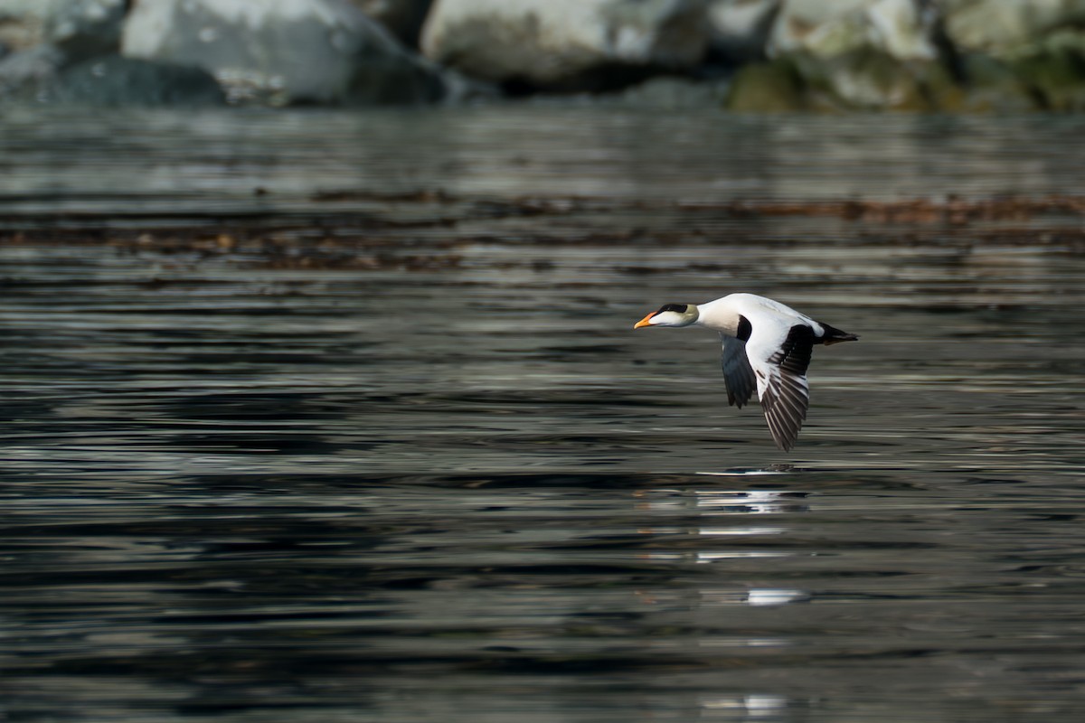 Éider Común (del Pacífico) - ML646214289