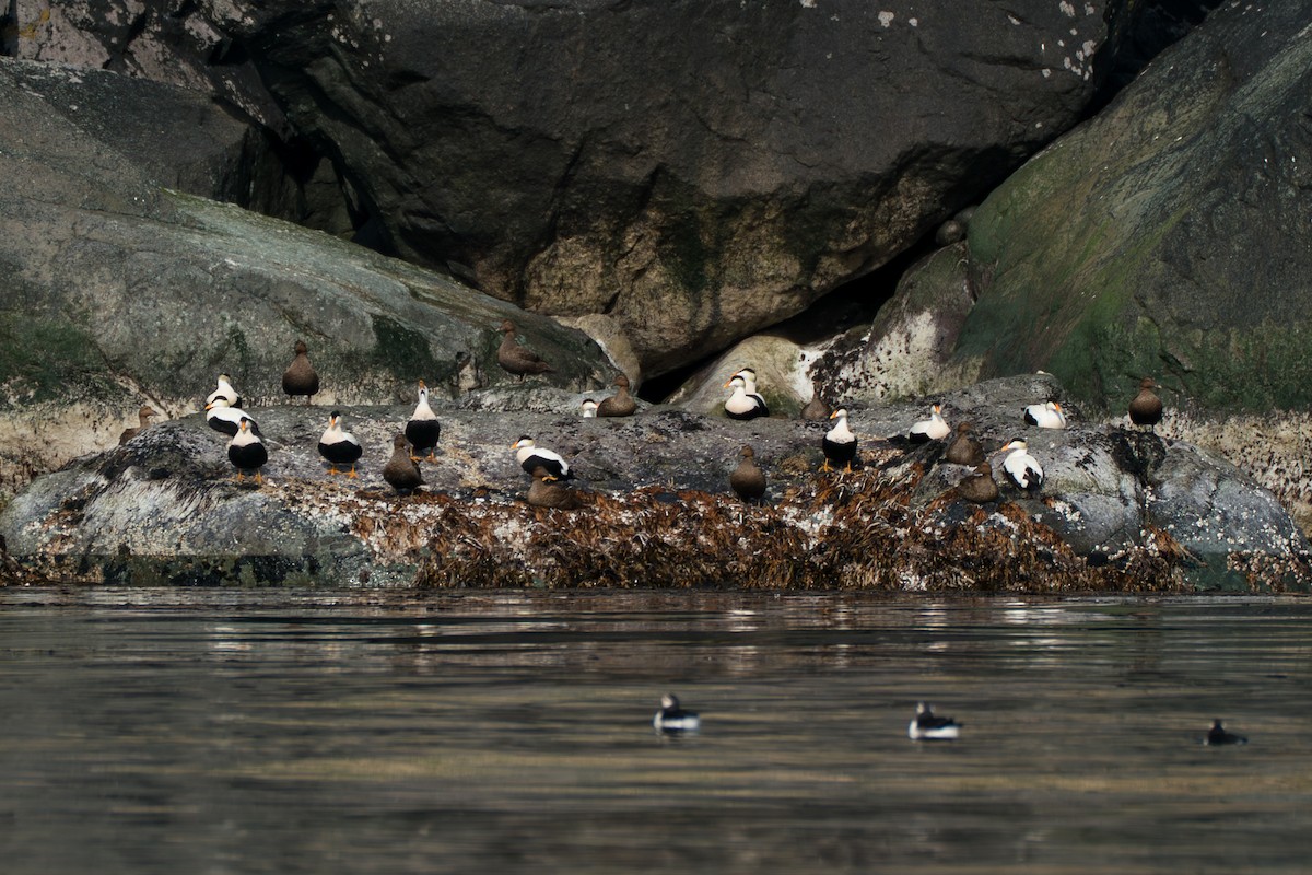 Éider Común (del Pacífico) - ML646214290