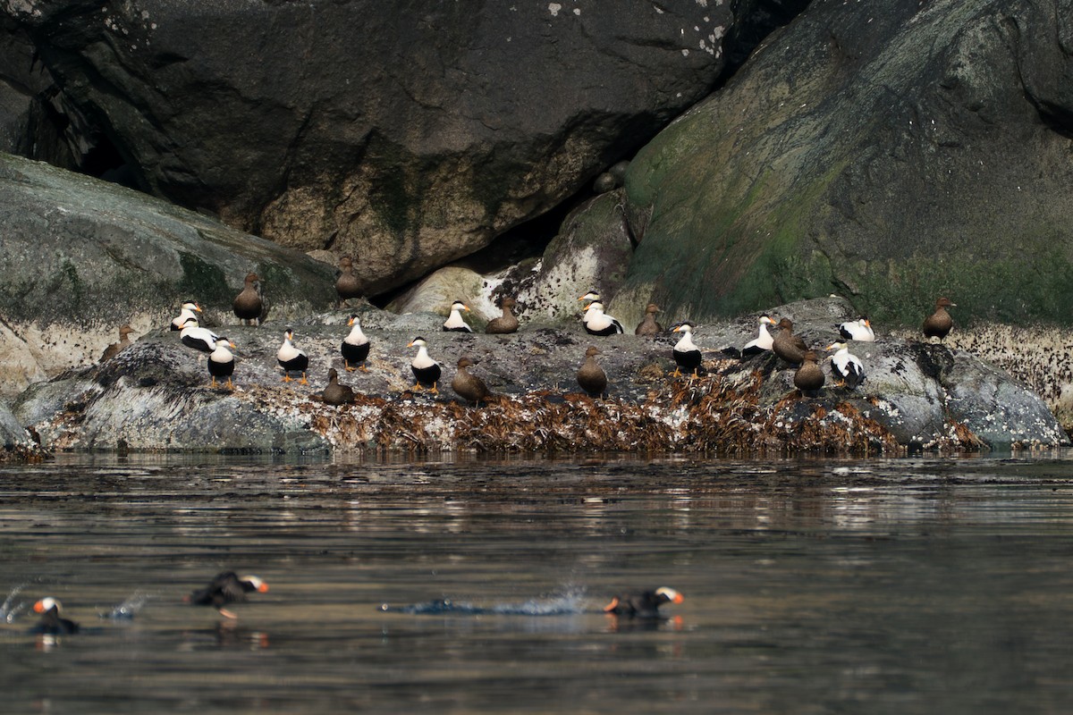 Éider Común (del Pacífico) - ML646214291