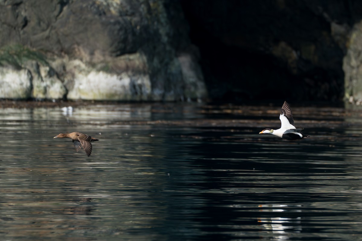 Éider Común (del Pacífico) - ML646214292
