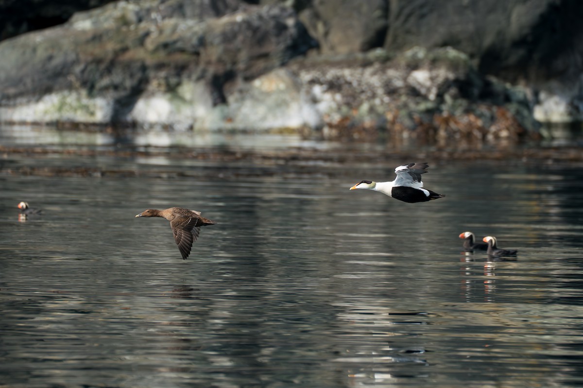 Éider Común (del Pacífico) - ML646214293