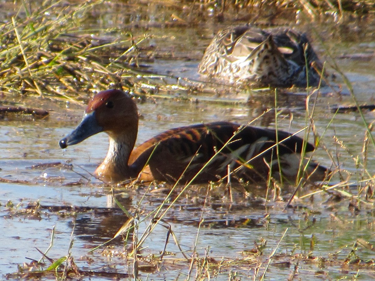 Suirirí Bicolor - ML646214294