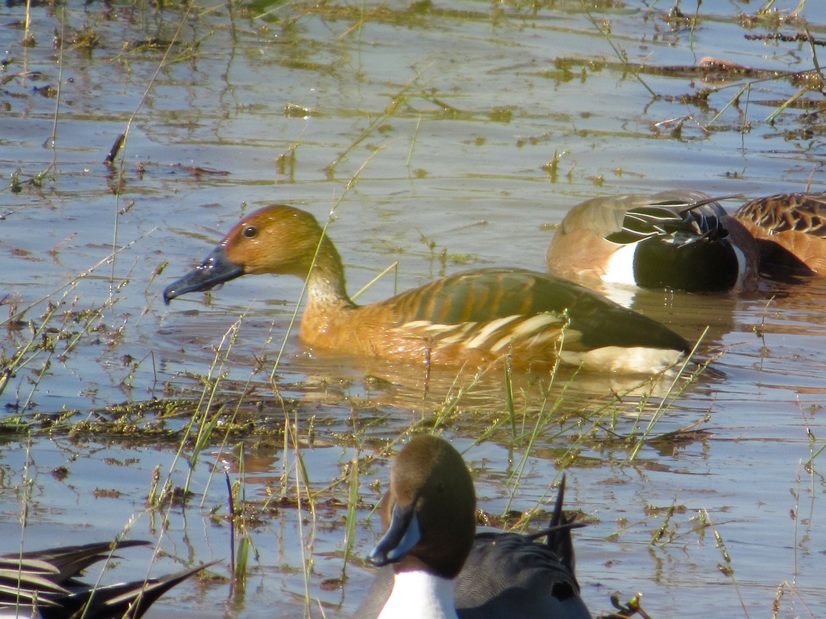 Suirirí Bicolor - ML646214295