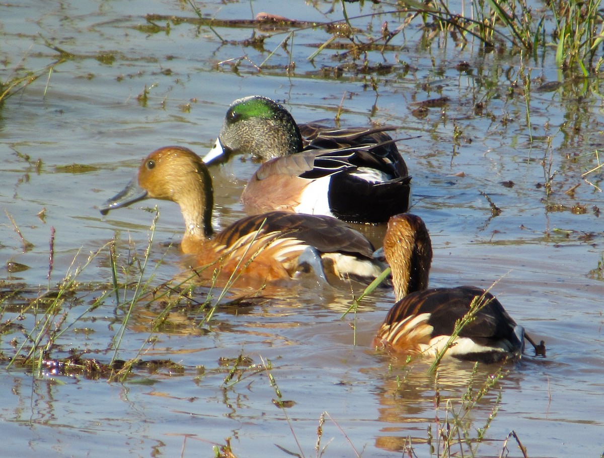 Suirirí Bicolor - ML646214296