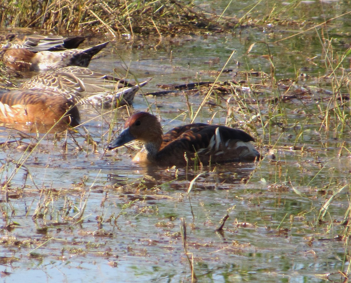 Suirirí Bicolor - ML646214297