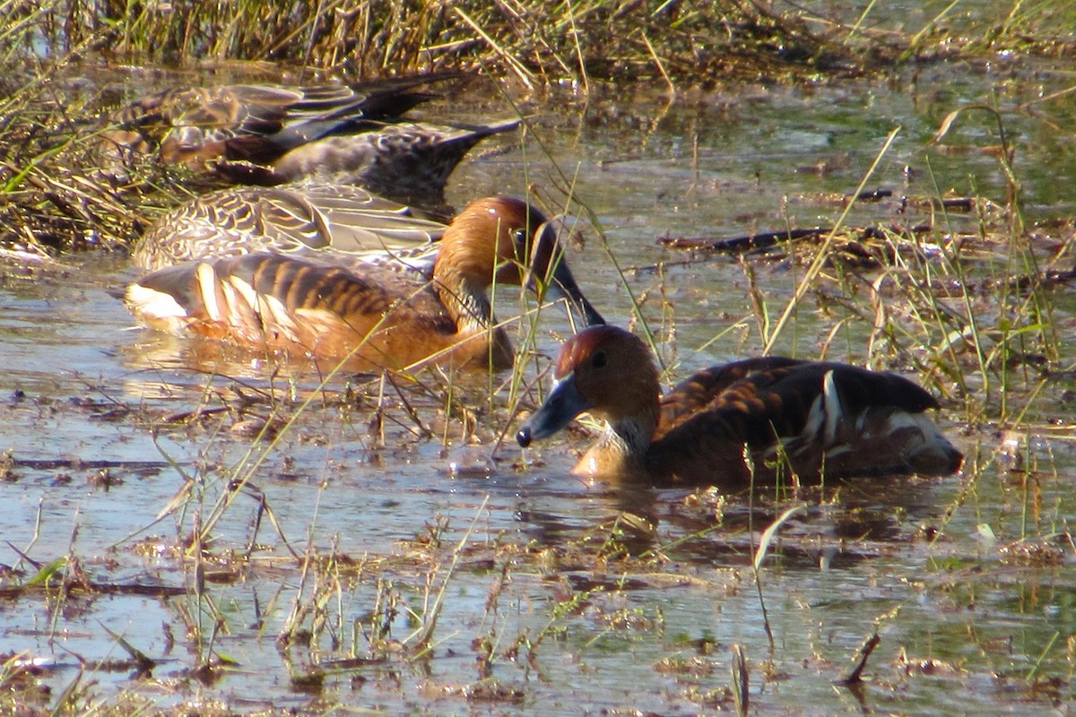 Suirirí Bicolor - ML646214298