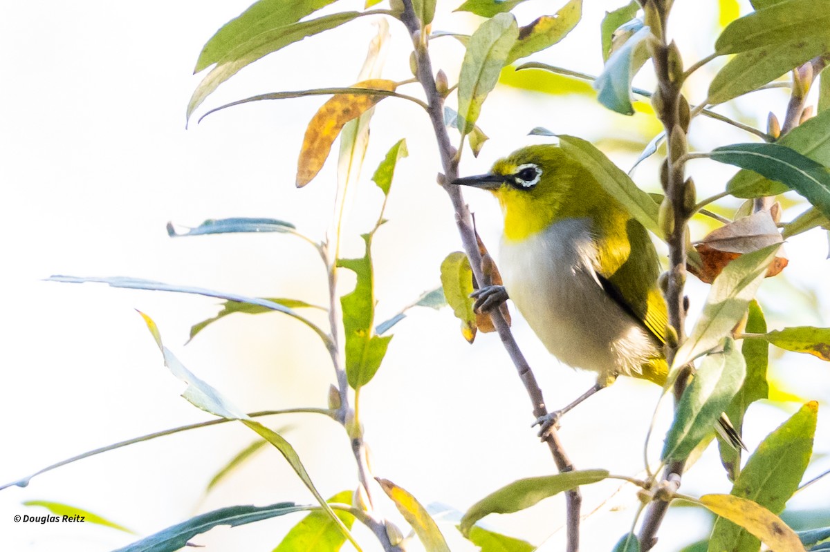 Anteojitos de Swinhoe - ML646214299