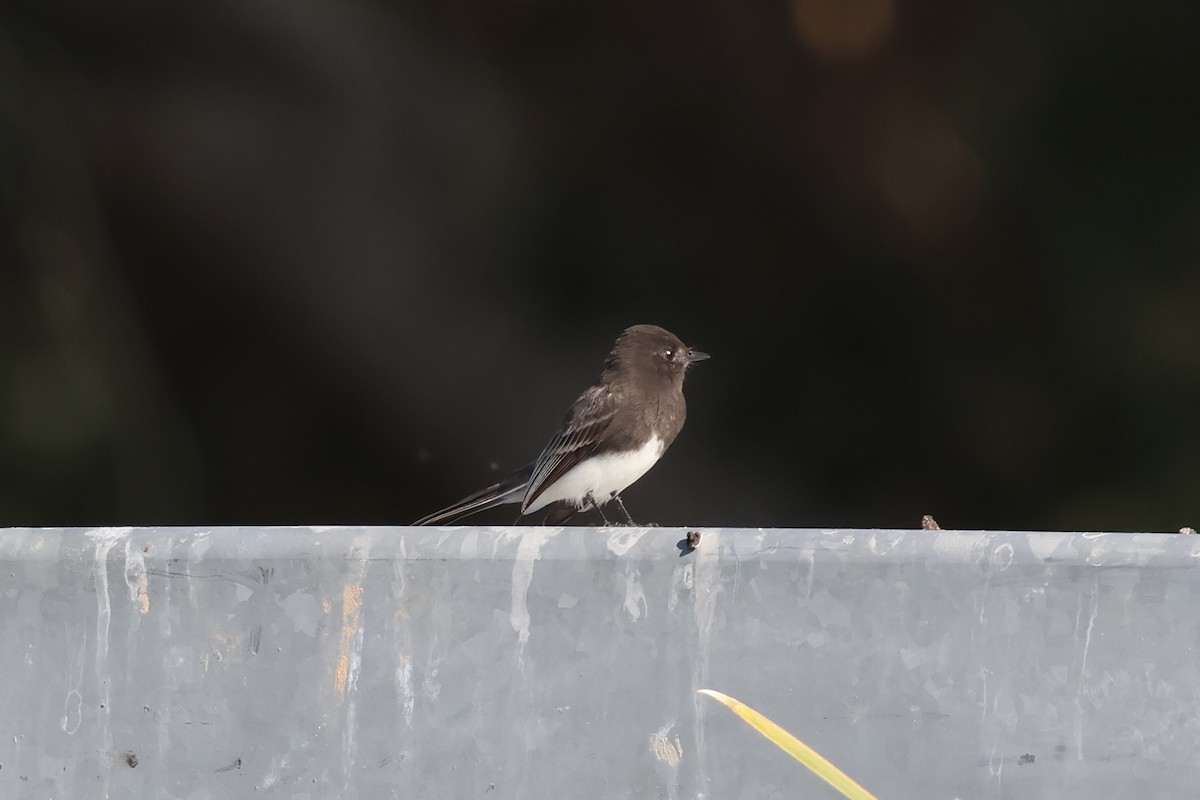 Mosquero Negro - ML646214300