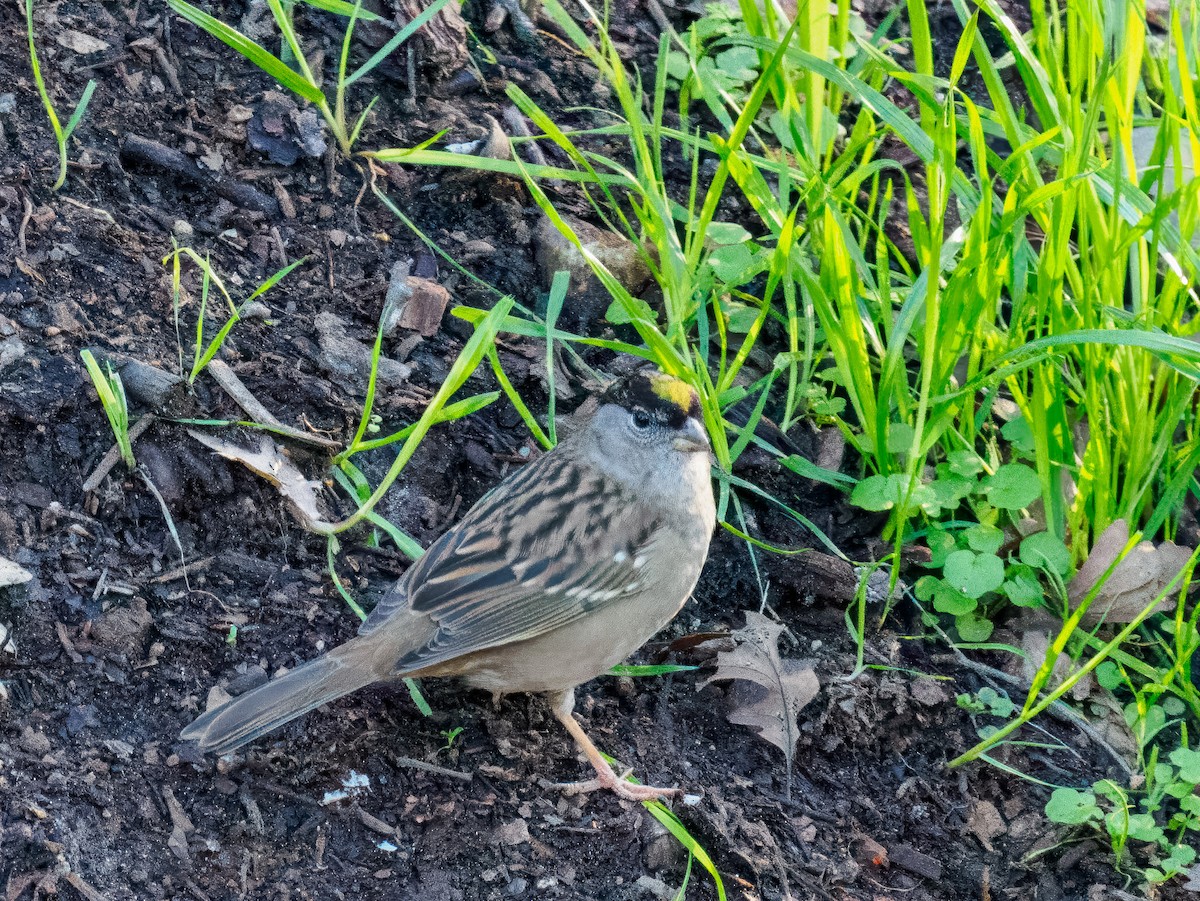 Chingolo Coronidorado - ML646214301