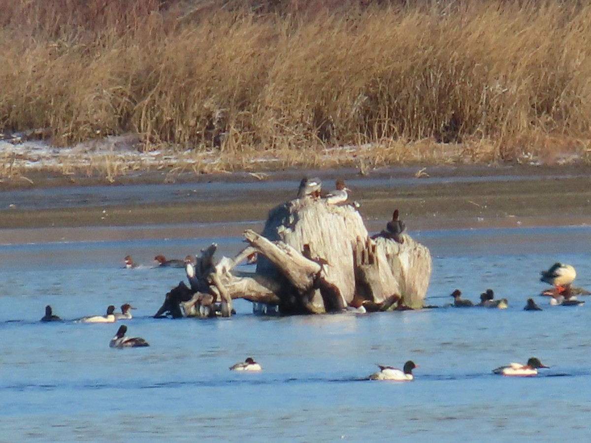 Serreta Grande - ML646214302