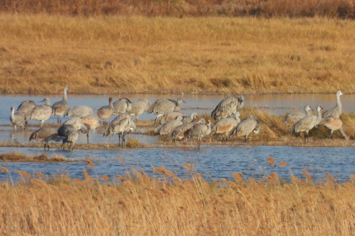 Grulla Canadiense - ML646214304