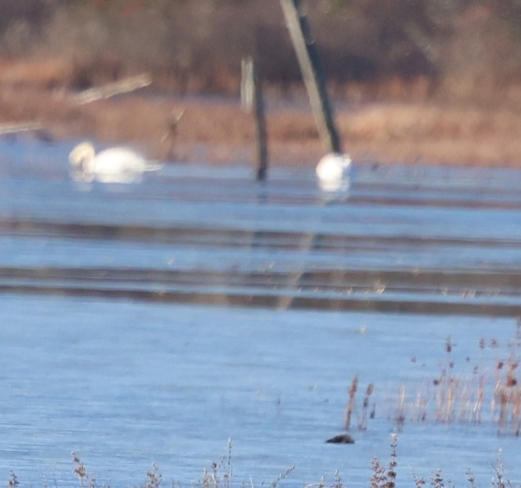 Cisne Vulgar - ML646214305