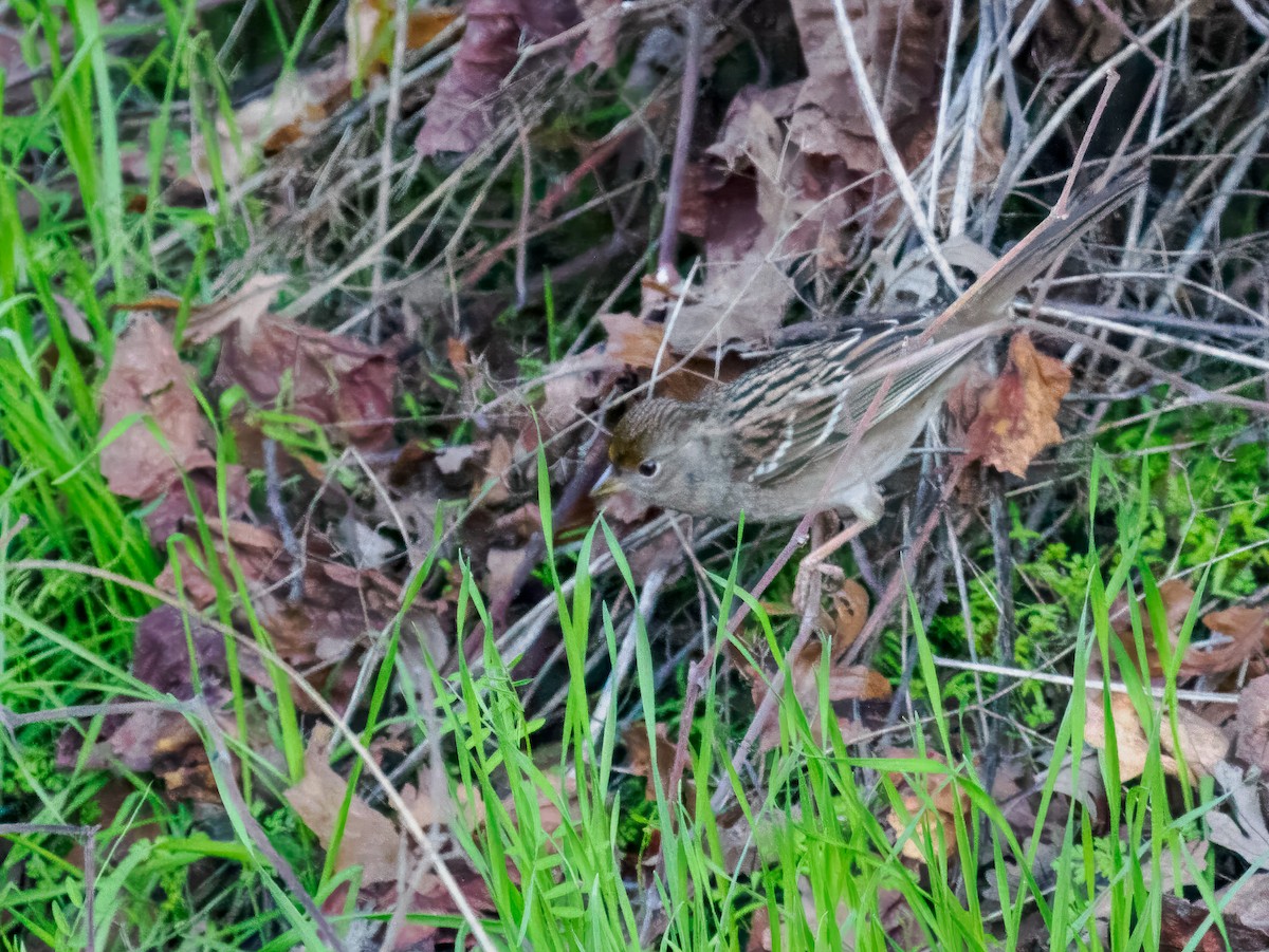 Chingolo Coronidorado - ML646214306