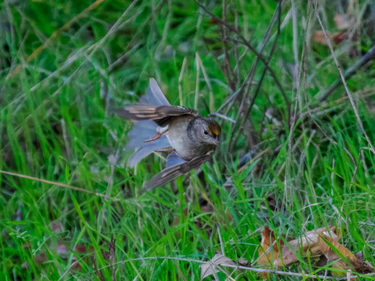 Chingolo Coronidorado - ML646214307