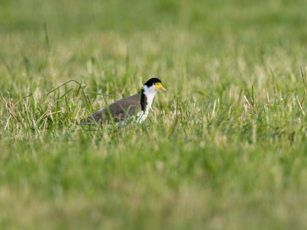 Avefría Militar - ML646214309
