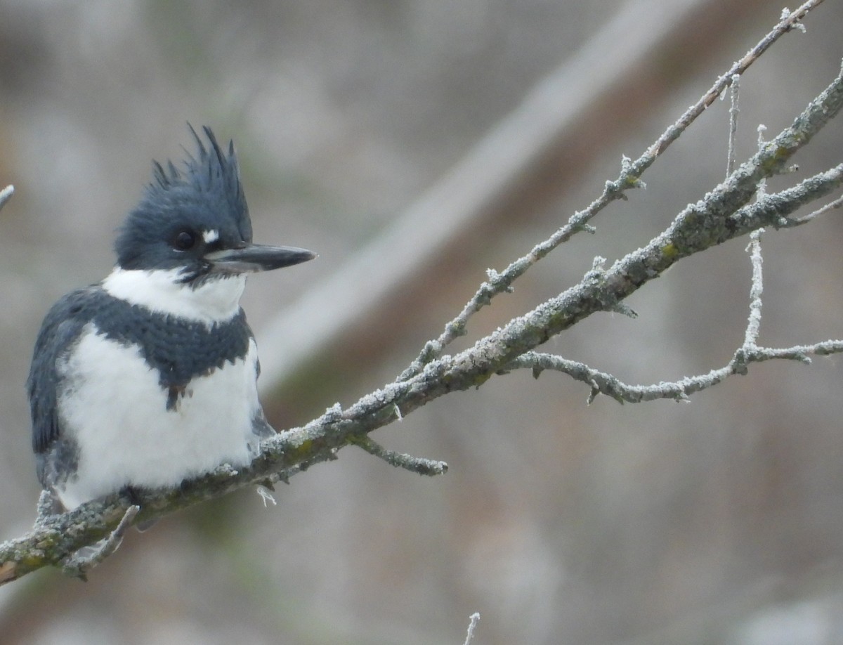 Martin handi iparramerikarra - ML646214315