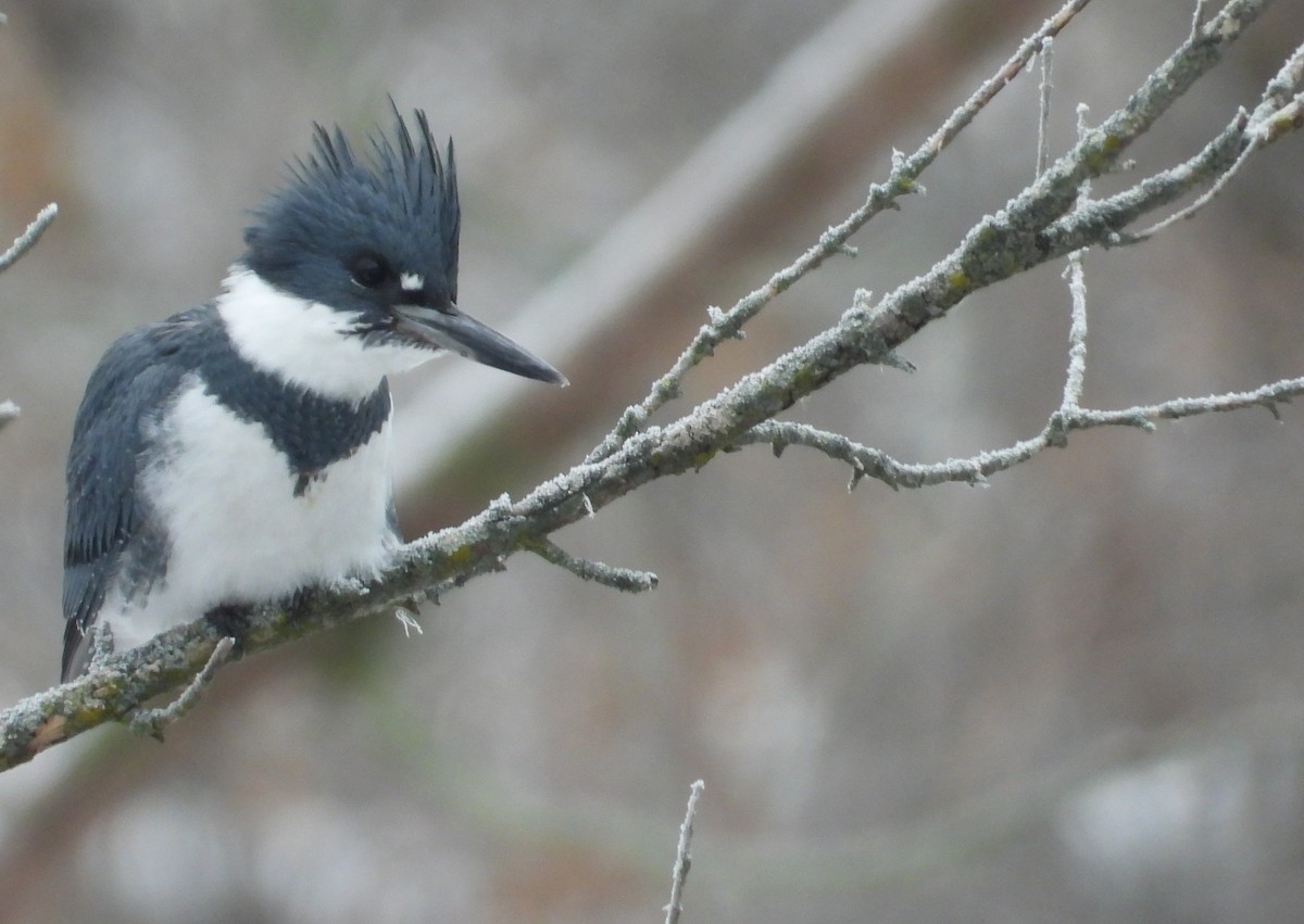 Martin handi iparramerikarra - ML646214316