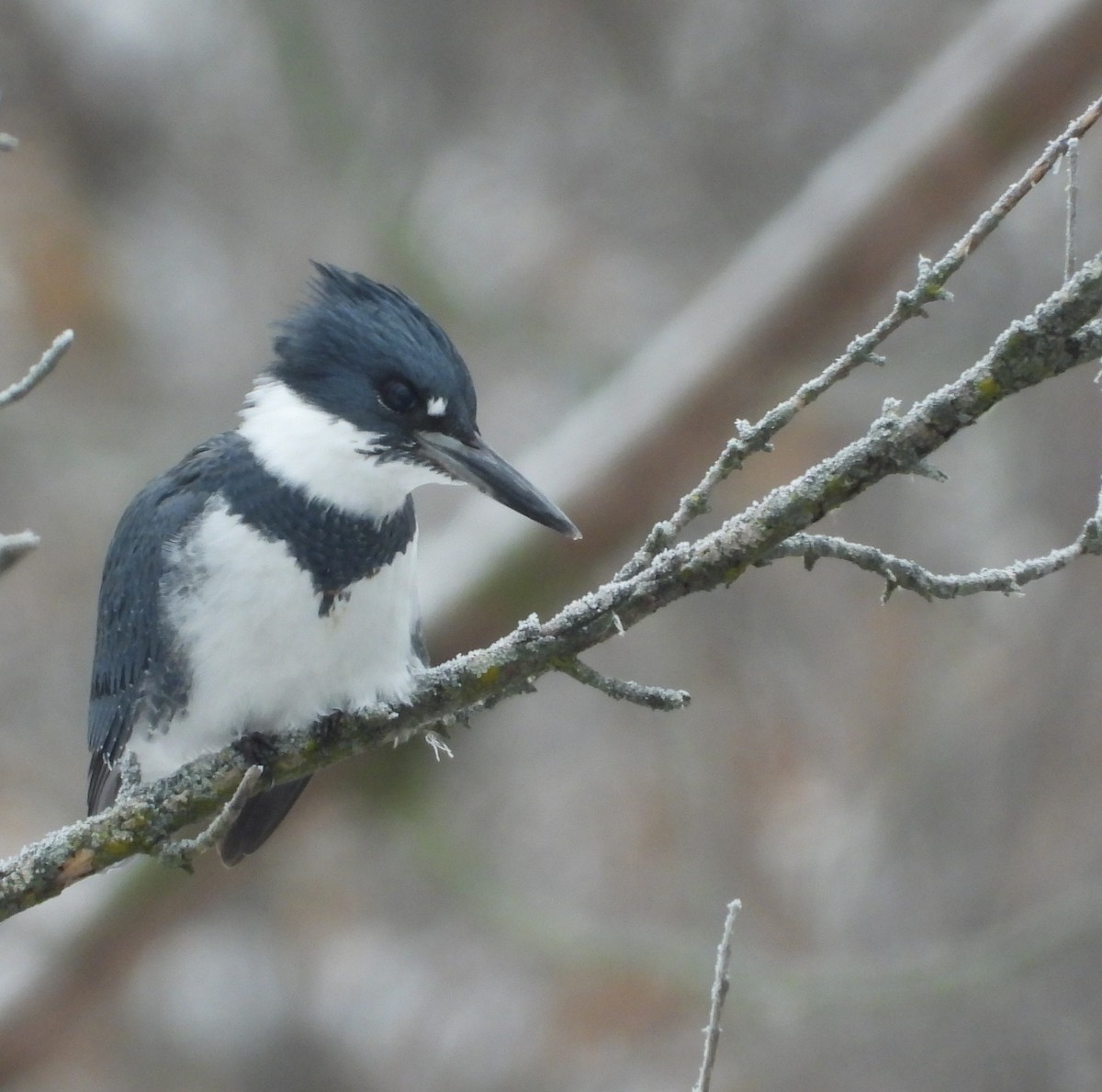 Martin handi iparramerikarra - ML646214317