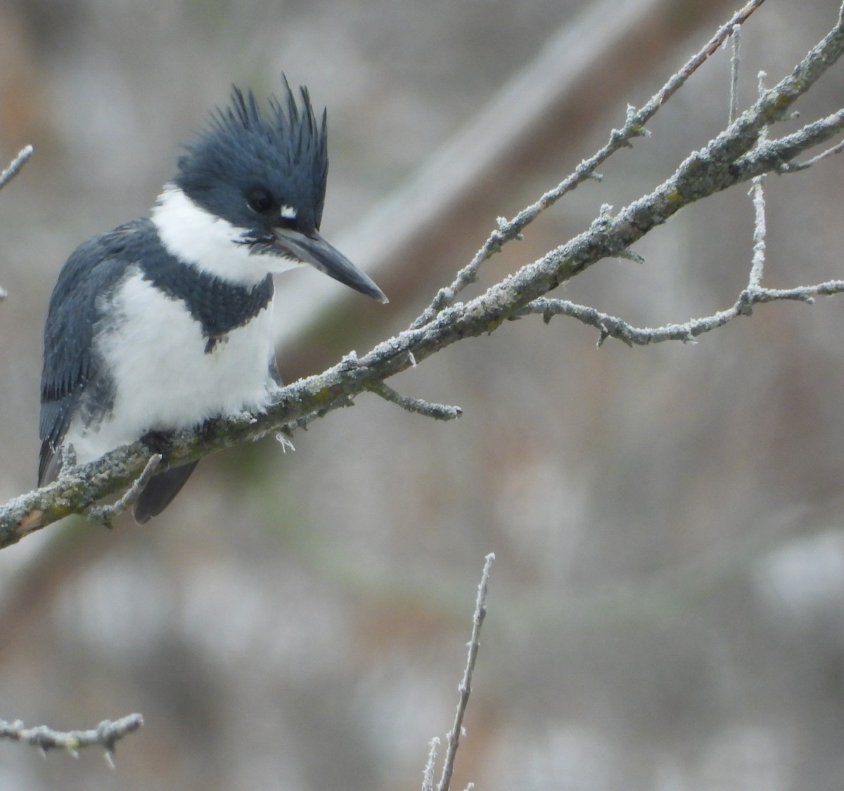 Martin handi iparramerikarra - ML646214318