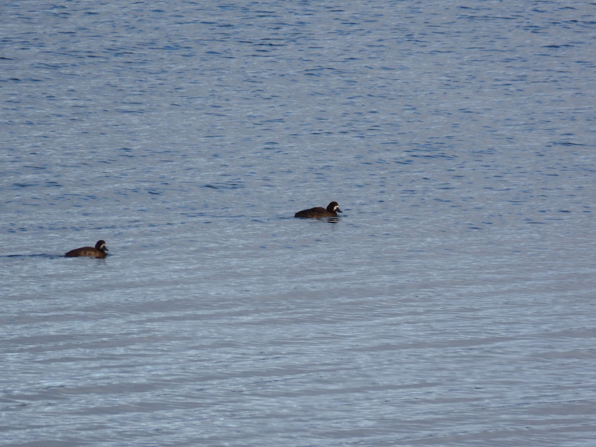 Greater Scaup - ML646214323