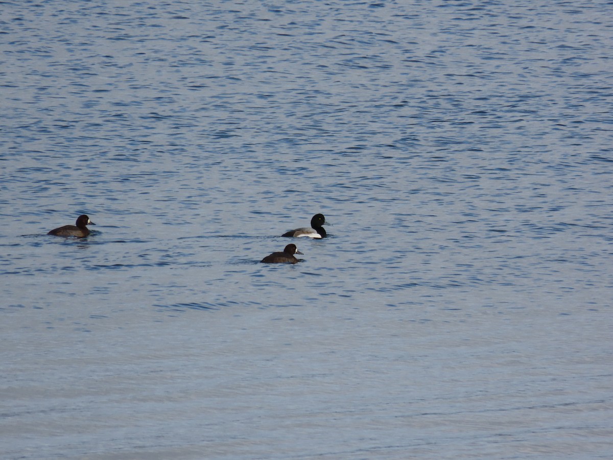 Greater Scaup - ML646214324