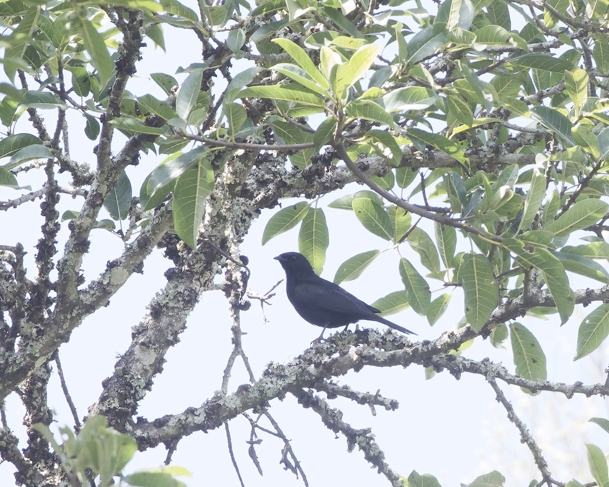 Kenrick's Starling - ML646214325