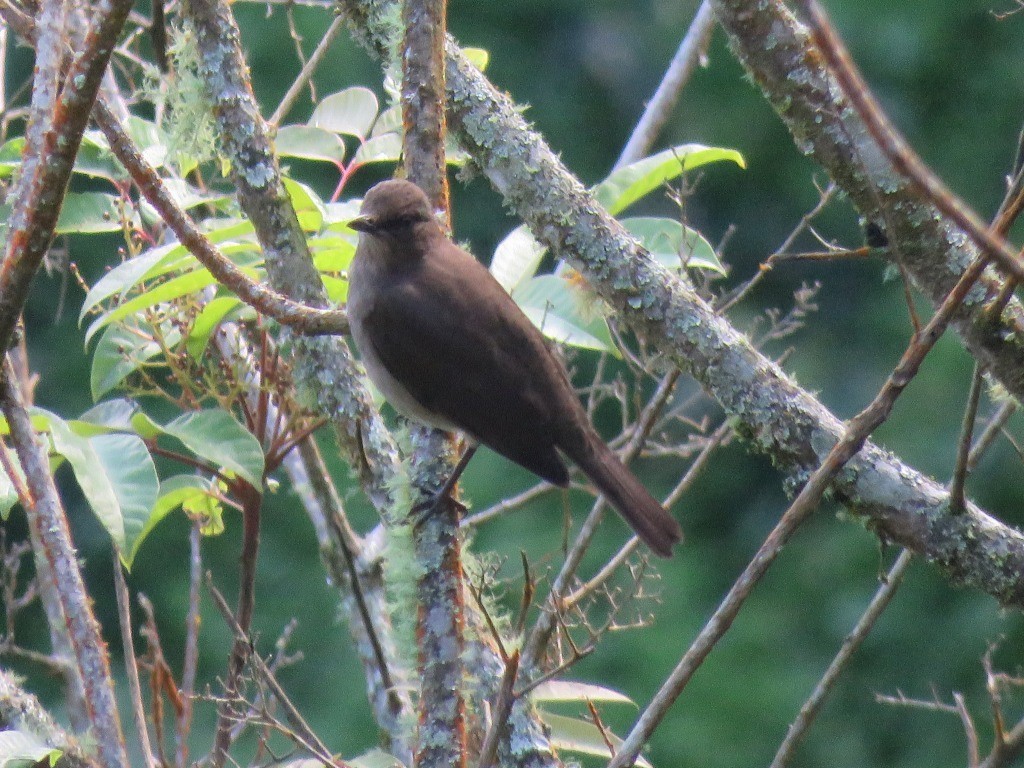 Black-billed Thrush - ML646214330