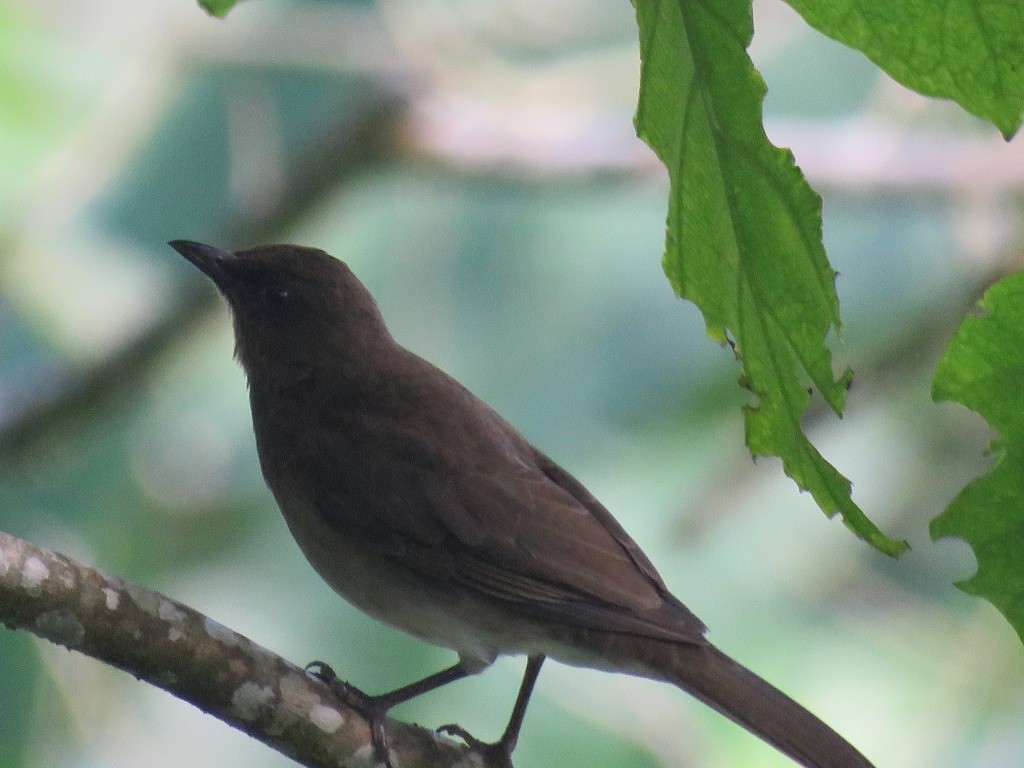 Black-billed Thrush - ML646214331