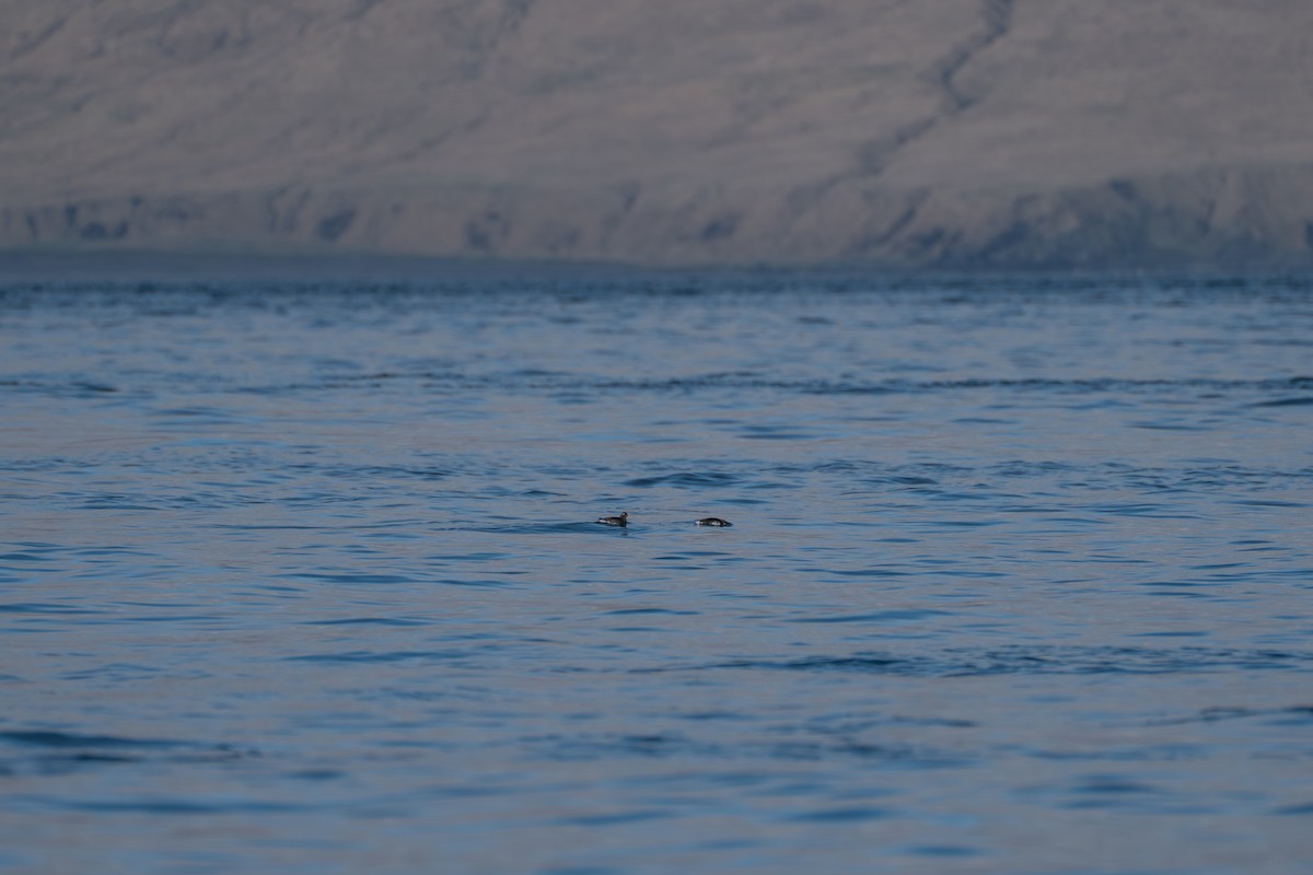 Parakeet Auklet - ML646214332