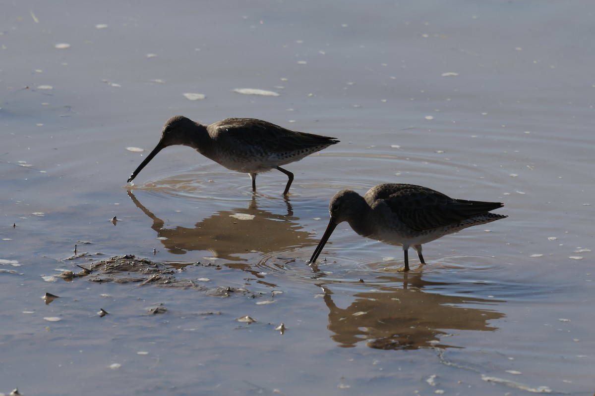 Long-billed Dowitcher - ML646214335