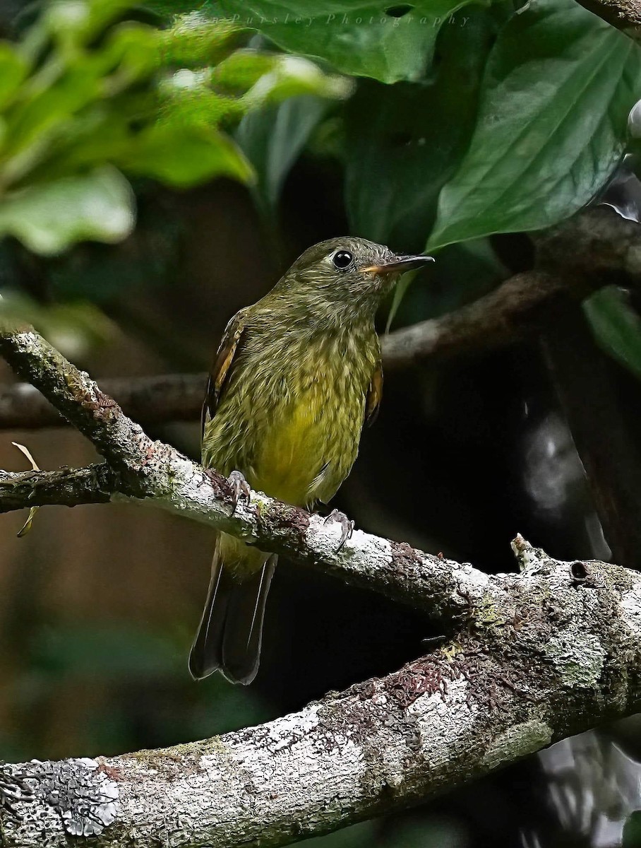Olive-streaked Flycatcher - ML646214338