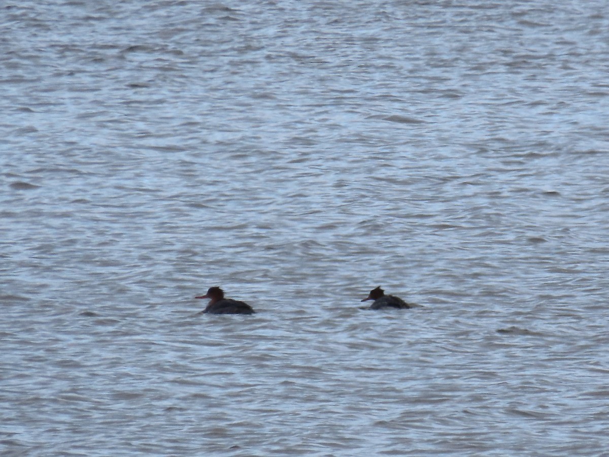 Red-breasted Merganser - ML646214348