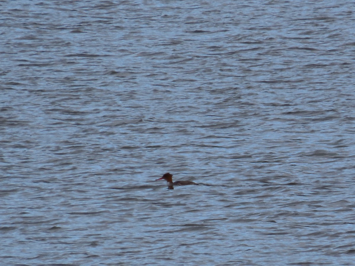 Red-breasted Merganser - ML646214349