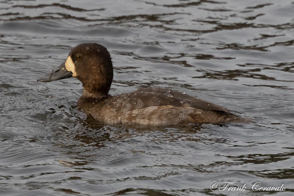 bergand - ML646214362