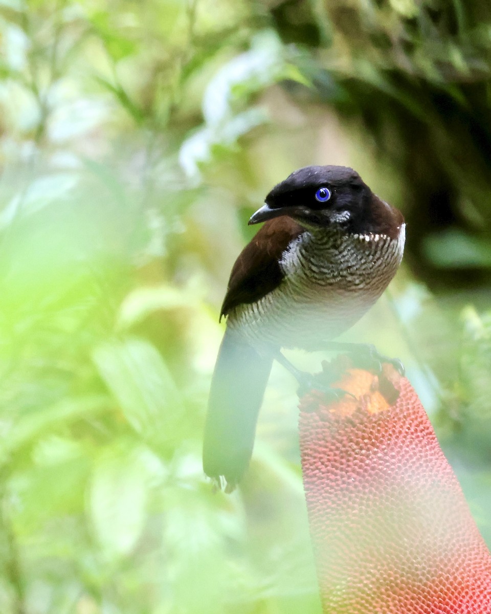 Western Parotia - ML646214369